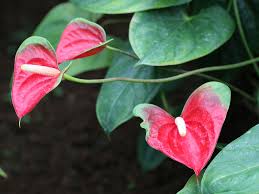 Potted and hanging plants work just as well as those planted in the ground to attract hummingbirds.) Anthurium Red Butterfly Anthurium Andreanum Cv Flower Database