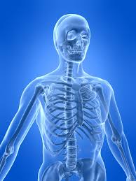 Flat cells that make up and cover the outer layer of bone. The Human Skeletal System Live Science