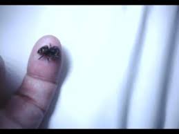 Maybe you would like to learn more about one of these? Phidippus Johnsoni Red Back Jumping Spider Youtube