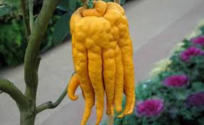Connaissez Vous Ces Fruits Fruits Exotiques Legume Exotique Fruits Et Legumes