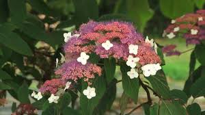 Une Collection D Hortensias Au Conservatoire De Varengeville Sur Mer En 2020 Hortensias Hydrangea Paniculata Phantom Hydrangea Quercifolia