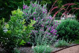 One of the earlier french hybrids, this lilac is still popular. Straucher Hecken Texas Sage Shrub Live Flowering Purple Home Landscape Plants Garden Bush 3 Gal Garten Terrasse Pogio Be