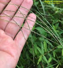 Image result for Digitaria bidactyla