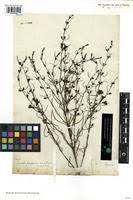 Image result for Micrargeria