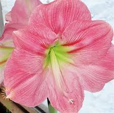 Pink peony like tulip flowers combined with dark. Pink Naked Lady Amaryllis L Wholesale Flowers Diy Wedding Flowers