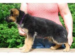 2.3 von breker german shepherds. German Shepherd Puppies In Indiana