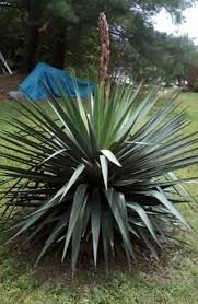 Design originale ed elegante per l'altare ed il portale della chiesa: Varieta Di Piante Di Yucca Tipi Comuni Di Piante Di Yucca It Haenselblatt Com
