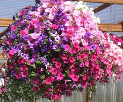 Hanging Basket Morning Glory Plants For Hanging Baskets Hanging Flower Baskets Container Gardening Flowers