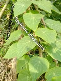 Image result for Stephania abyssinica