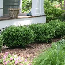 Image result for Buxus