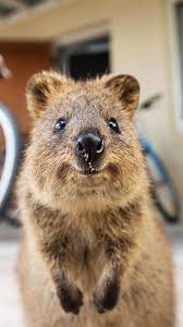 Quokka Is A Marsupial Found In Australia They Are Known For Their Inquisitive Nature Quokkas Have Only Few Natural Predato Quokka Animal Quokka Cute Animals