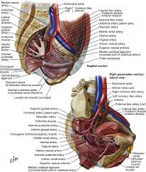 ƒ vascular supply ƒ neurologic supply. Surgical Exposure And Anatomy Of The Female Pelvis Sciencedirect