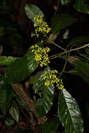 Image result for Rinorea ferruginea