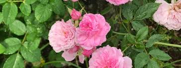 10 Roses That Should Have A Home In Every South Florida Garden