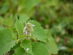 Image result for Equilabium