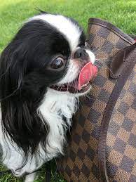 Japanese Chin And A Purse Japanese Chin Cute Baby Animals Animals