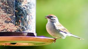 Things to do near backyard birder nature gift shop. 10 Ways To Save Money On Birdseed