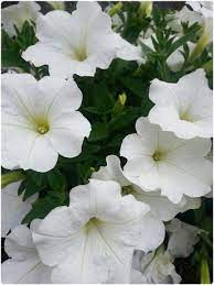 Pin On Deer Resistant Flowers