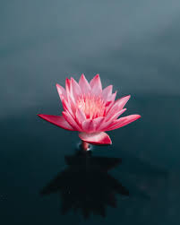 The symbolic meaning of colors gets transferred to the flower, and this is something. What Is The Meaning Of The Lotus In Buddhism Lion S Roar