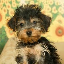 She is the last baby left available in her litter, and can't wait to find her mom's weight: Dorkie Puppies For Sale Available In Tucson Phoenix Az