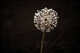 Resultado de imagem para fotos de flores dominio publico