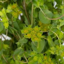 Image result for Bupleurum