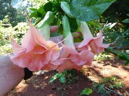 Image result for Brugmansia