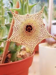 Image result for Huernia leachii