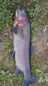 مبادرة لنقل سمك السلمون من تركيا إلى نهر الفرات بسوريا