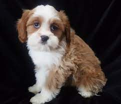 The cavapoo is an adaptable dog that adjusts to various lifestyles. Cavapoo Puppy For Sale Adoption Rescue For Sale In Wausau Wisconsin Classified Americanlisted Com
