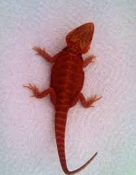 Baby Black Bearded Dragon For Sale Valentine Future Breeder Red Hypo Trans Italian Leatherback Bearded Dragon Bearded Dragon Red Bearded Dragon Baby Bearded Dragon