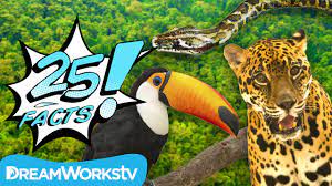A Virtual Field Trip To The Rainforest With Videos And Songs For Kids