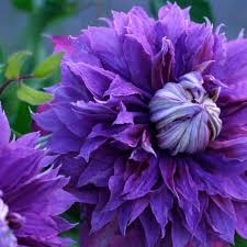 Image result for Clematis dolichopoda