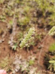 Image result for Tragus koelerioides