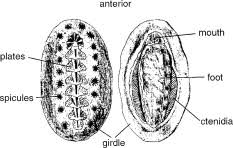 Image result for Platycaulos