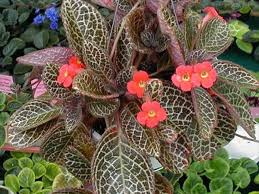 Episcia Violet Barn Violet Plant African Violets African Violets Plants