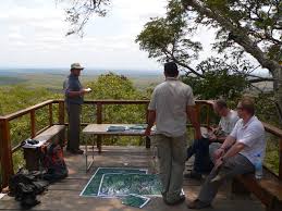 Image result for Leptactina platyphylla