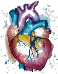 Heart Watercolor Painting Watercolor Print Heart Print Etsy Watercolor Print Anatomy Art Art