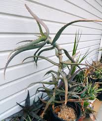 Image result for Aloe volkensii