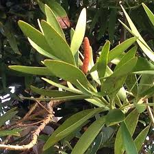 Image result for Agathis