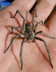 Unlike the heroic original, he is a villain in his world who wanted to obtain all the shard of the siege perilous to conquer the entire multiverse. How To Kill Wolf Spiders In Garage Arxiusarquitectura