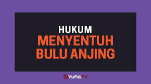 Ustadz mau bertanya tentang arti sebuah mimpi bolehkah? Hukum Menyentuh Bulu Anjing Apakah Najis Bagian Najis Pada Anjing Poster Dakwah Yufid Tv Youtube