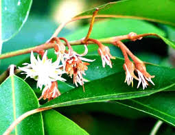 Image result for Cleistochlamys kirkii