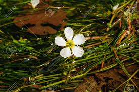 We did not find results for: Detail Of A White Flower In A Beautiful Clean Water River Stock Photo Picture And Royalty Free Image Image 102746020