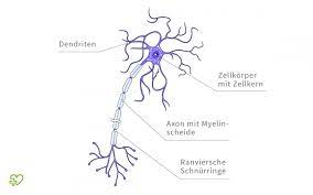 Wie ist eine nervenzelle aufgebaut? Nervenzellen Onmeda De