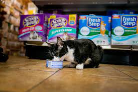 Adopt a pet from the aspca. New York Today How To Adopt A Pet The New York Times