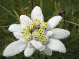 And i knew (i knew, i knew, i knew, i knew) she could make me happy (happy, happy) flowers in her hair, flowers everywhere. Edelweiss Song Wikipedia