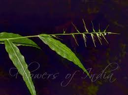 Image result for Oplismenus