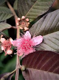 Most of the guava cultivated for edible use are psidium guajav a. Malaysian Red Guava Tree Psidium Guajava Urban Tropicals