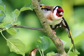 Nabu Thuringen Stieglitz Ist Vogel Des Jahres 2016